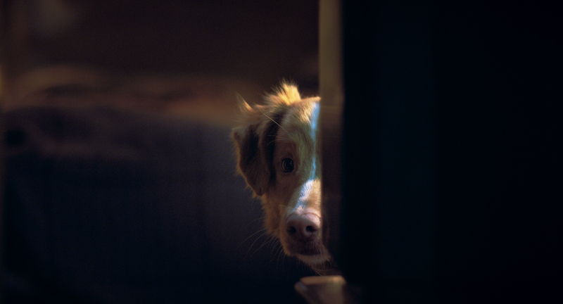 犬視点で感じる“邪悪な何か”　犬の感じる恐怖を体感できる没入感　「GOOD BOY／グッド・ボーイ」特報