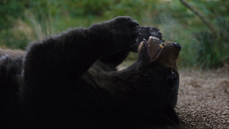 コカインをシャワーのように浴びるクマ　鬼の形相で走る姿も　「コカイン・ベア」場面写真