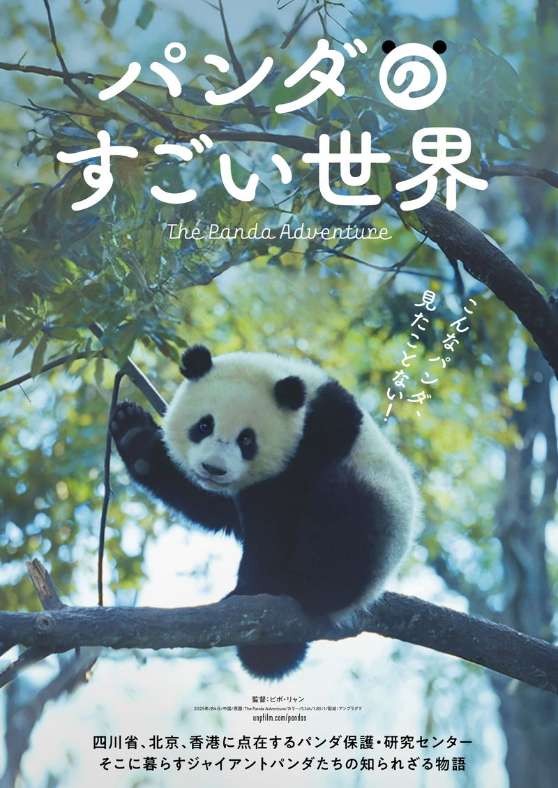 ジャイアントパンダの一生に迫る 中国のパンダ保護研究センターが舞台 「パンダのすごい世界」公開決定