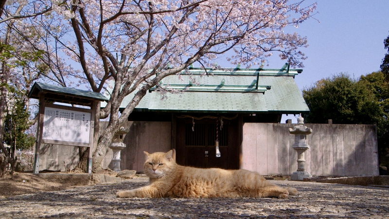 瀬戸内の風光明媚な港町・牛窓と猫　人と人、人と猫、人と自然がともに生きること　「五香宮の猫」予告
