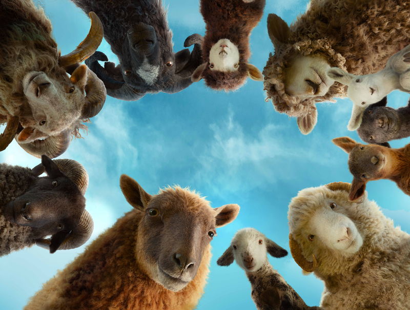 ヒュー・ジャックマン　ひつじをなでながら穏やかな笑顔　ミルクを与える姿も　「ひつじ探偵団」場面写真