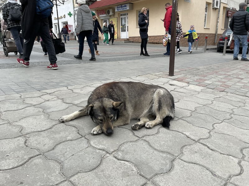 ウクライナで動物の命を救うために奮闘する人々を追う　東出昌大ナレーション　「犬と戦争」公開決定