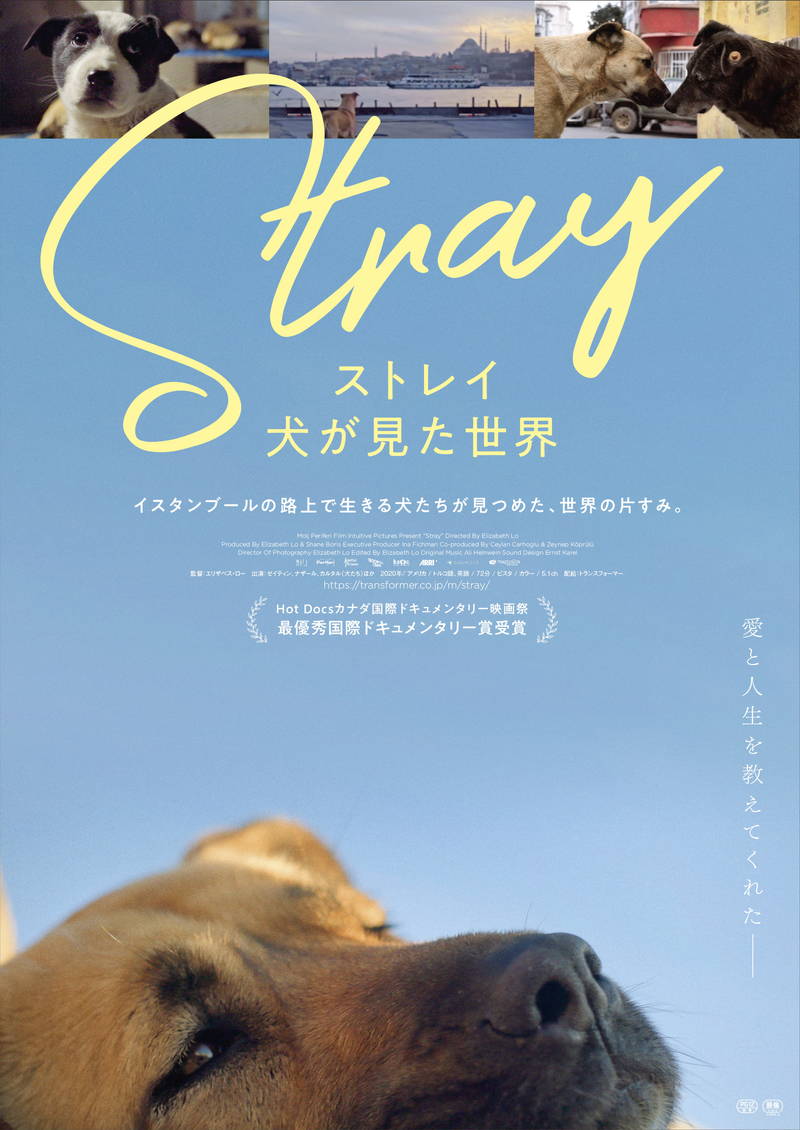 犬たちの目線で見た、殺処分ゼロのイスタンブール　ドキュメンタリー「ストレイ 犬が見た世界」公開決定
