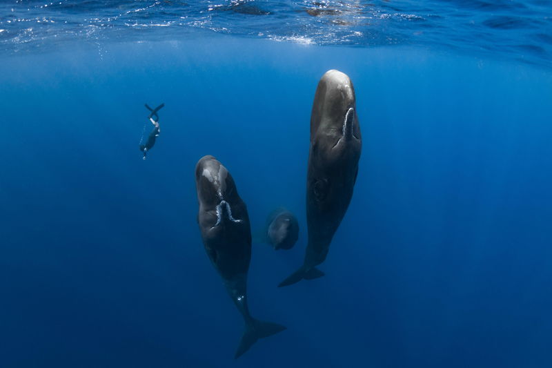 クジラに魅せられたカメラマンとクジラたちの親密な交流　ドキュメンタリー「パトリックとクジラ」公開決定