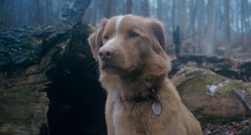 犬視点で感じる“邪悪な何か”　犬の感じる恐怖を体感できる没入感　「GOOD BOY／グッド・ボーイ」特報