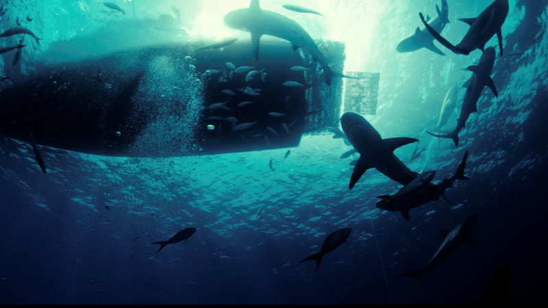 サイコパス船長　怖がる乗客に「Baby Shark」を歌って勇気づける　「デンジャラス・アニマルズ」本編映像