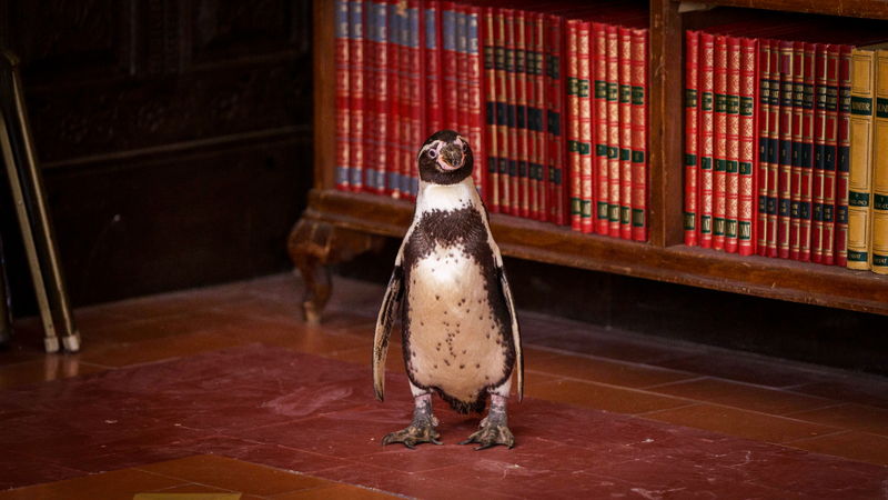 ペンギンと教壇に立つ英語教師 教師の悩み相談に乗るペンギンの姿も 「ペンギン・レッスン」場面写真