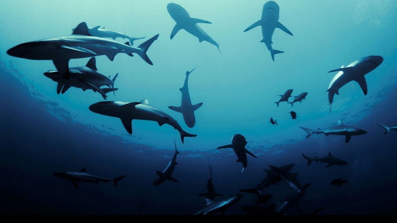 サイコパス船長　怖がる乗客に「Baby Shark」を歌って勇気づける　「デンジャラス・アニマルズ」本編映像