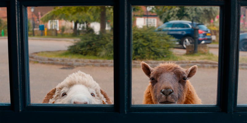 ヒュー・ジャックマン　ひつじをなでながら穏やかな笑顔　ミルクを与える姿も　「ひつじ探偵団」場面写真