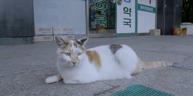 愛くるしい猫たちが登場　ノラ猫250匹の引越大作戦　「猫たちのアパートメント」予告