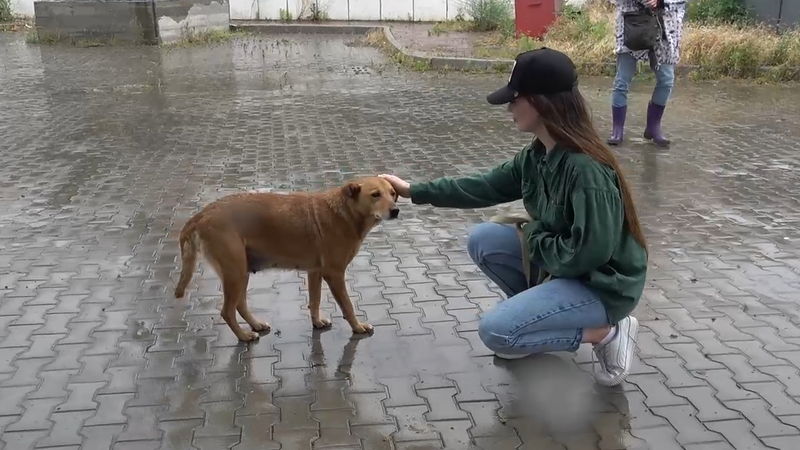 ウクライナで動物の命を救うために奮闘する人々を追う　東出昌大ナレーション　「犬と戦争」公開決定
