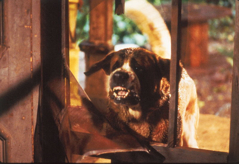狂犬病の犬が、逃げ場のない母と子に襲いかかる　スティーヴン・キング原作の動物ホラー　『クジョー』