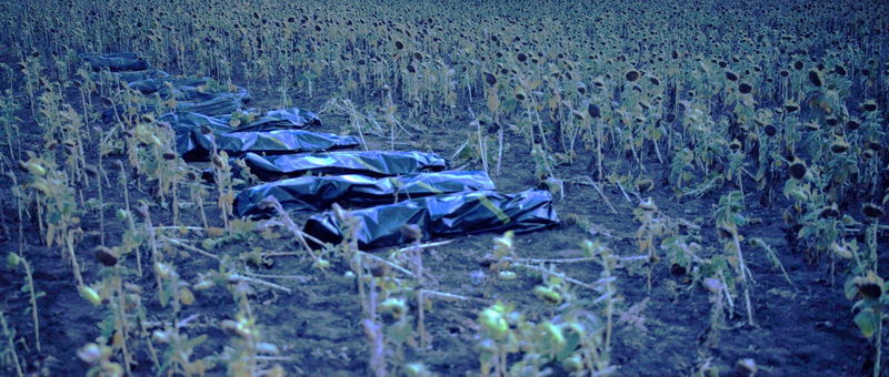 ウクライナのひまわり畑　並べられているのは遺体の入った黒い袋　「世界が引き裂かれる時」本編映像