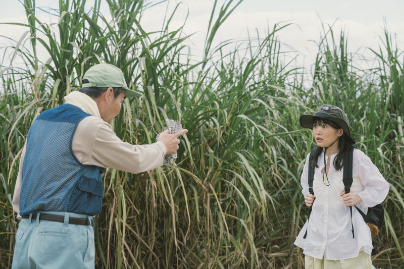 伊藤沙莉　沖縄の広大なサトウキビ畑で迷うも肥後克広に助けられる様子　「風のマジム」本編映像