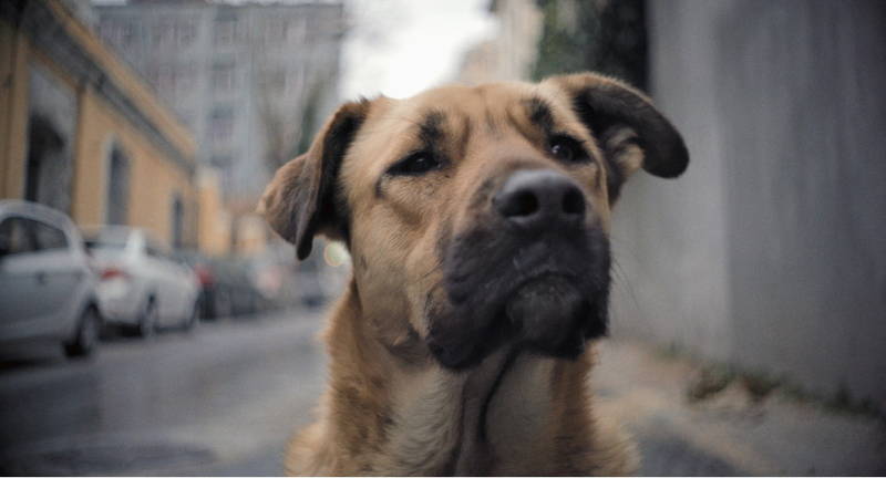 二階堂ふみ　「ストレイ 犬が見た世界」予告でナレーション　犬が自由に街にいるトルコに「とても素敵」
