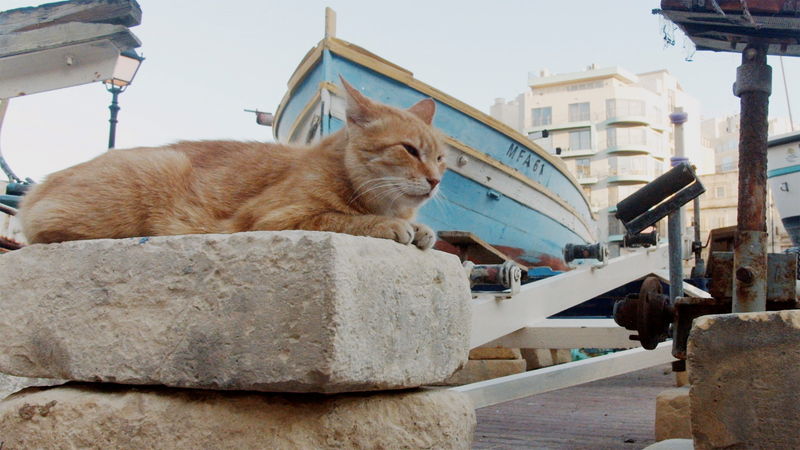 世界屈指の”猫島”であるマルタ共和国に迫るドキュメンタリー　「ねこしま」公開決定