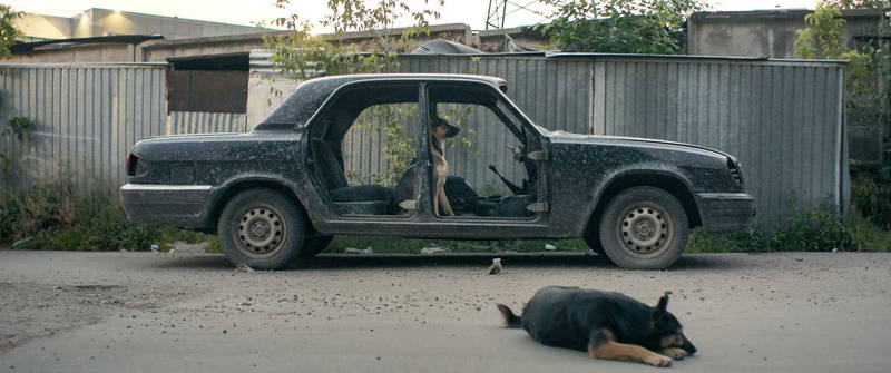 犬を取り巻く社会を映像美で描くドキュメンタリー映画「犬は歌わない」6月公開決定