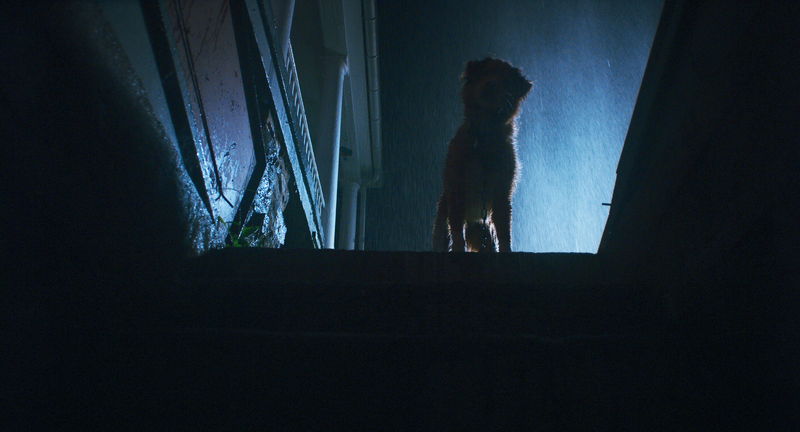 犬視点で感じる“邪悪な何か”　犬の感じる恐怖を体感できる没入感　「GOOD BOY／グッド・ボーイ」特報