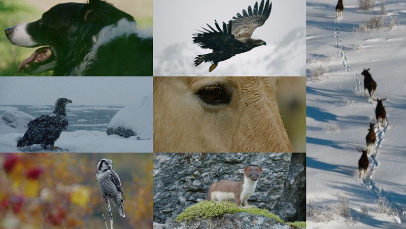 ノルウェーの渓谷に生きる四季折々の動物たち　アカデミー賞ノルウェー代表「SONG OF EARTH」場面写真