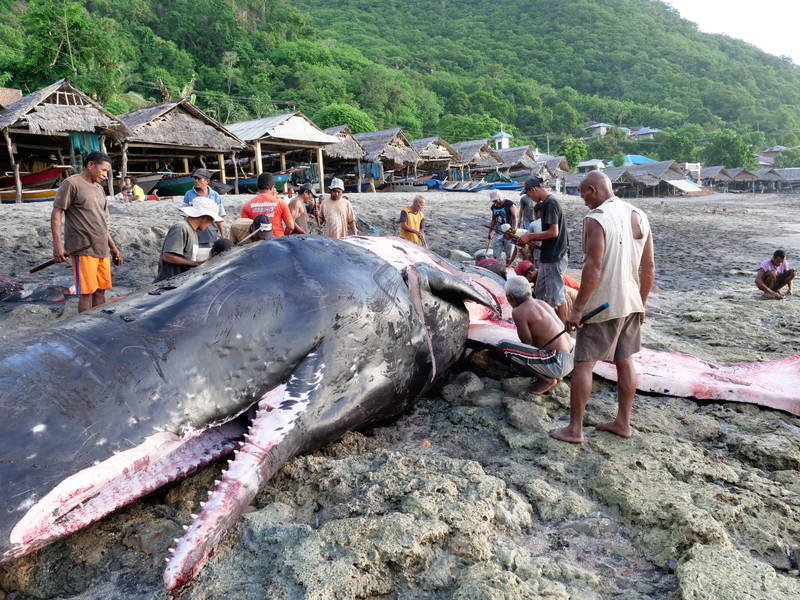 小舟とモリで巨大なマッコウクジラに挑む　迫力の鯨漁を捉えた「くじらびと」本編映像