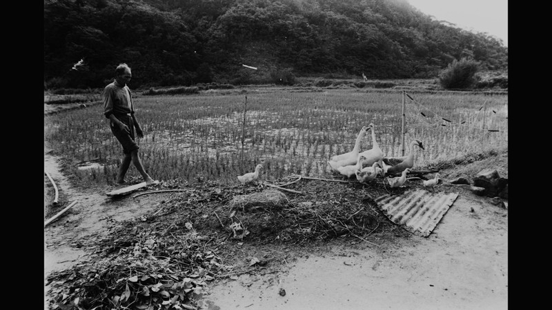 植民地時代の台湾から西表島に移住した90歳の女性と過去の記憶を追う　ドキュメンタリー映画「緑の牢獄」