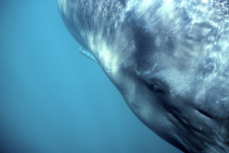 小舟とモリで巨大なマッコウクジラに挑む　迫力の鯨漁を捉えた「くじらびと」本編映像