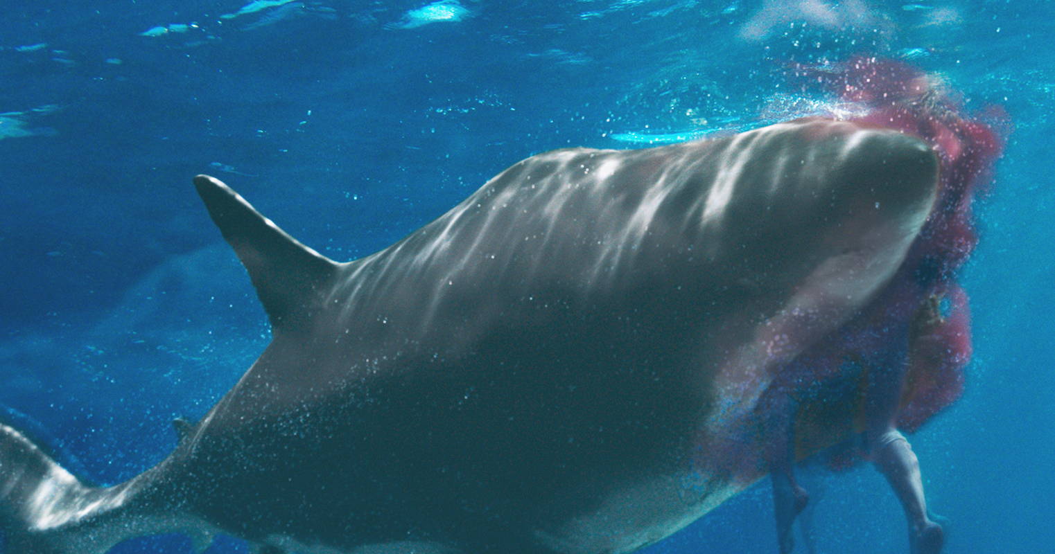 海上を漂流する1台の水上バイク　ピッタリと並走する巨大なホホジロザメ　「海上48hours」場面写真