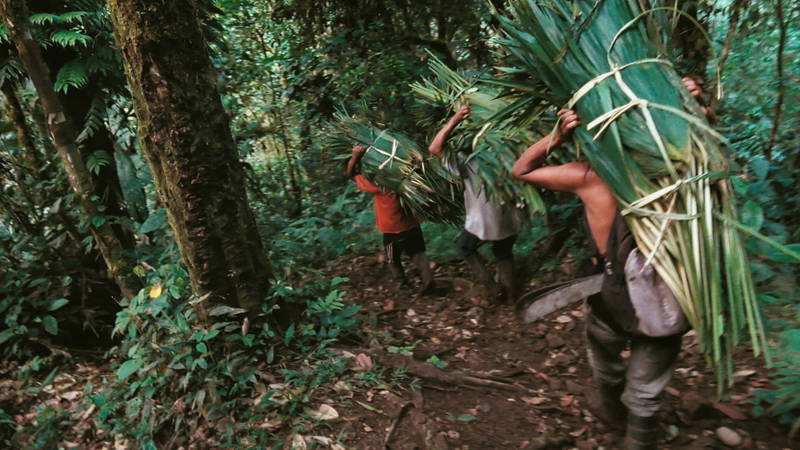 熱帯雨林の生物の音、住民の歌声　未知の先住民族描き出すドキュメンタリー「カナルタ 螺旋状の夢」予告