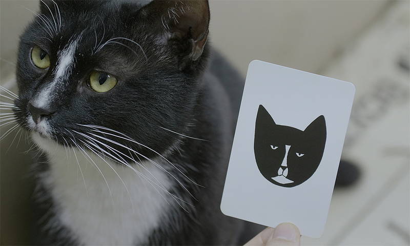解体近づくソウル市内のマンモス団地　250匹のノラ猫の引越大作戦　「猫たちのアパートメント」場面写真