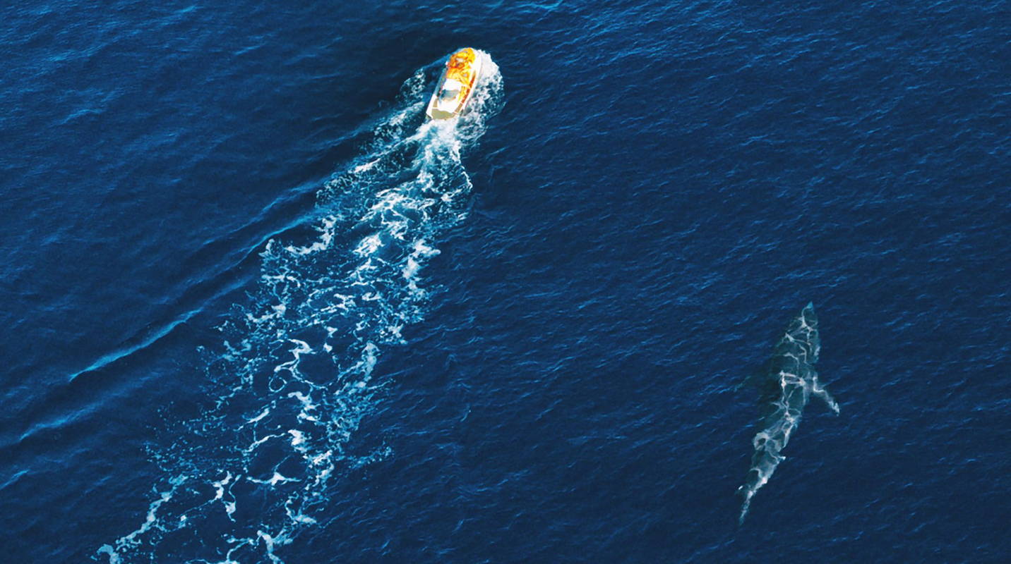 海上を漂流する1台の水上バイク　ピッタリと並走する巨大なホホジロザメ　「海上48hours」場面写真