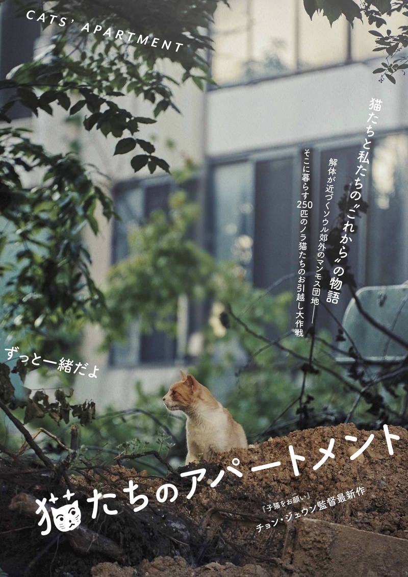 解体近づくソウル市内のマンモス団地　250匹のノラ猫の引越大作戦　「猫たちのアパートメント」場面写真