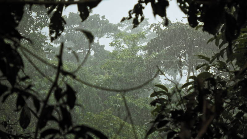 熱帯雨林の生物の音、住民の歌声　未知の先住民族描き出すドキュメンタリー「カナルタ 螺旋状の夢」予告