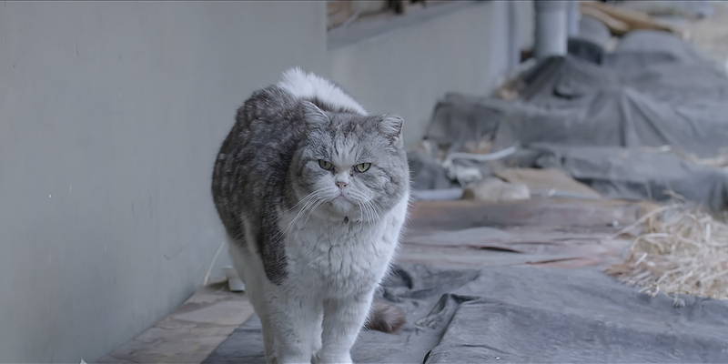 解体近づくソウル市内のマンモス団地　250匹のノラ猫の引越大作戦　「猫たちのアパートメント」場面写真