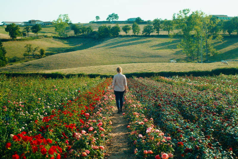 バラ交配に集中するバラ育種家　演じるのはカトリーヌ・フロ　「ローズメイカー 奇跡のバラ」場面写真公開