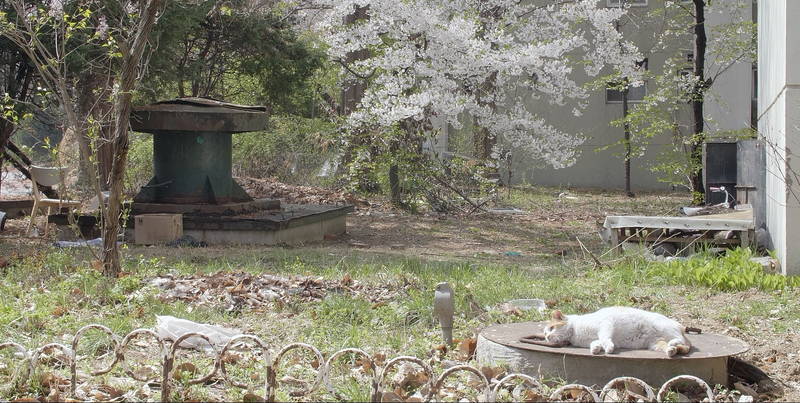 解体近づくソウル市内のマンモス団地　250匹のノラ猫の引越大作戦　「猫たちのアパートメント」場面写真