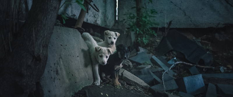 犬は歌わない